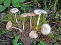 Entoloma rhodopolium f.nidorosum-amf759